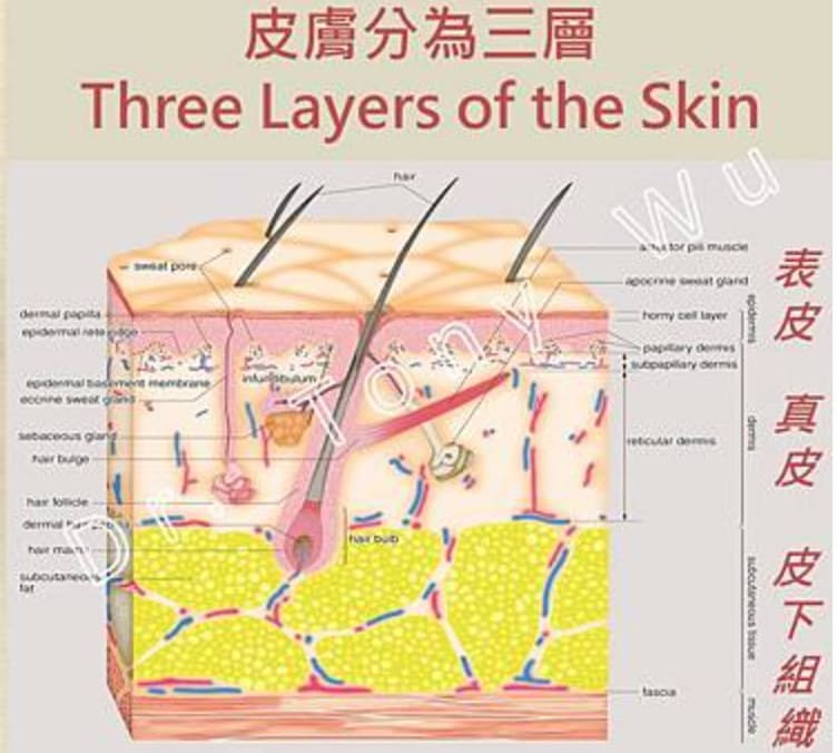 皮膚結構分為三層:表皮.真皮.皮下組織